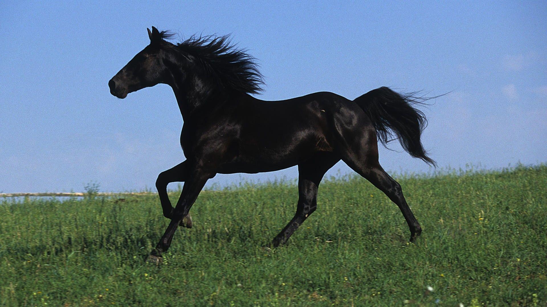 Black Stallion Wallpapers Top Free Black Stallion Backgrounds WallpaperAccess