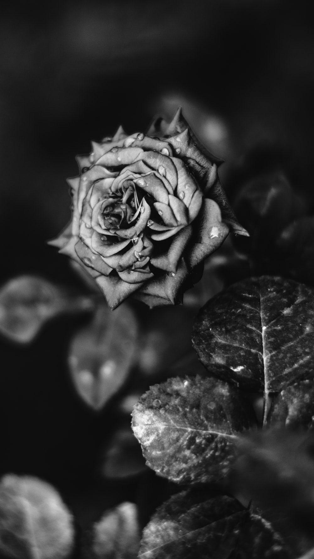 Beautiful Black and White Flower Wallpapers Top Free Beautiful Black