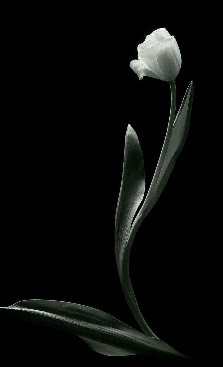 Beautiful Black and White Flower Wallpapers Top Free Beautiful Black