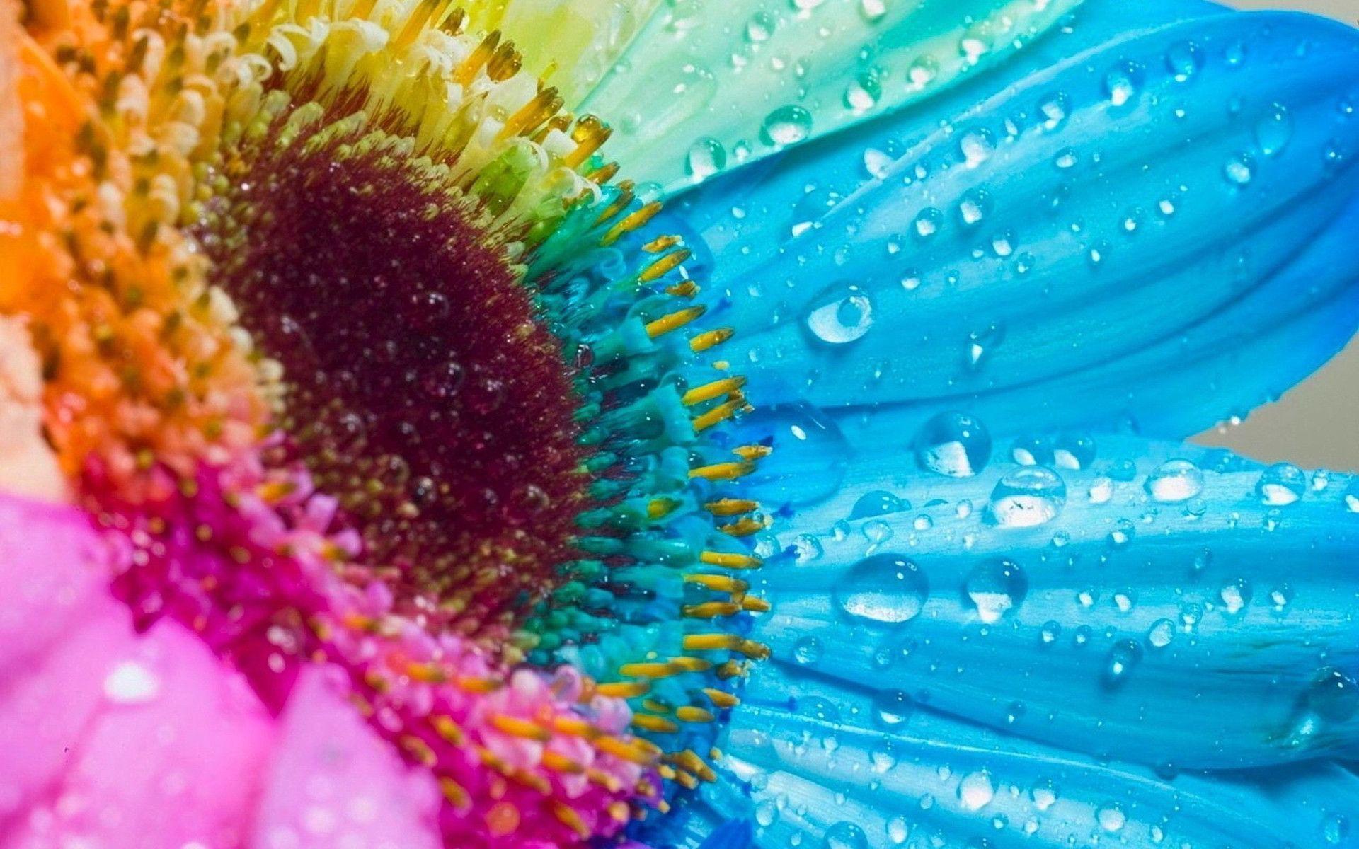 Rainbow Daisy Wallpapers Top Free Rainbow Daisy Backgrounds