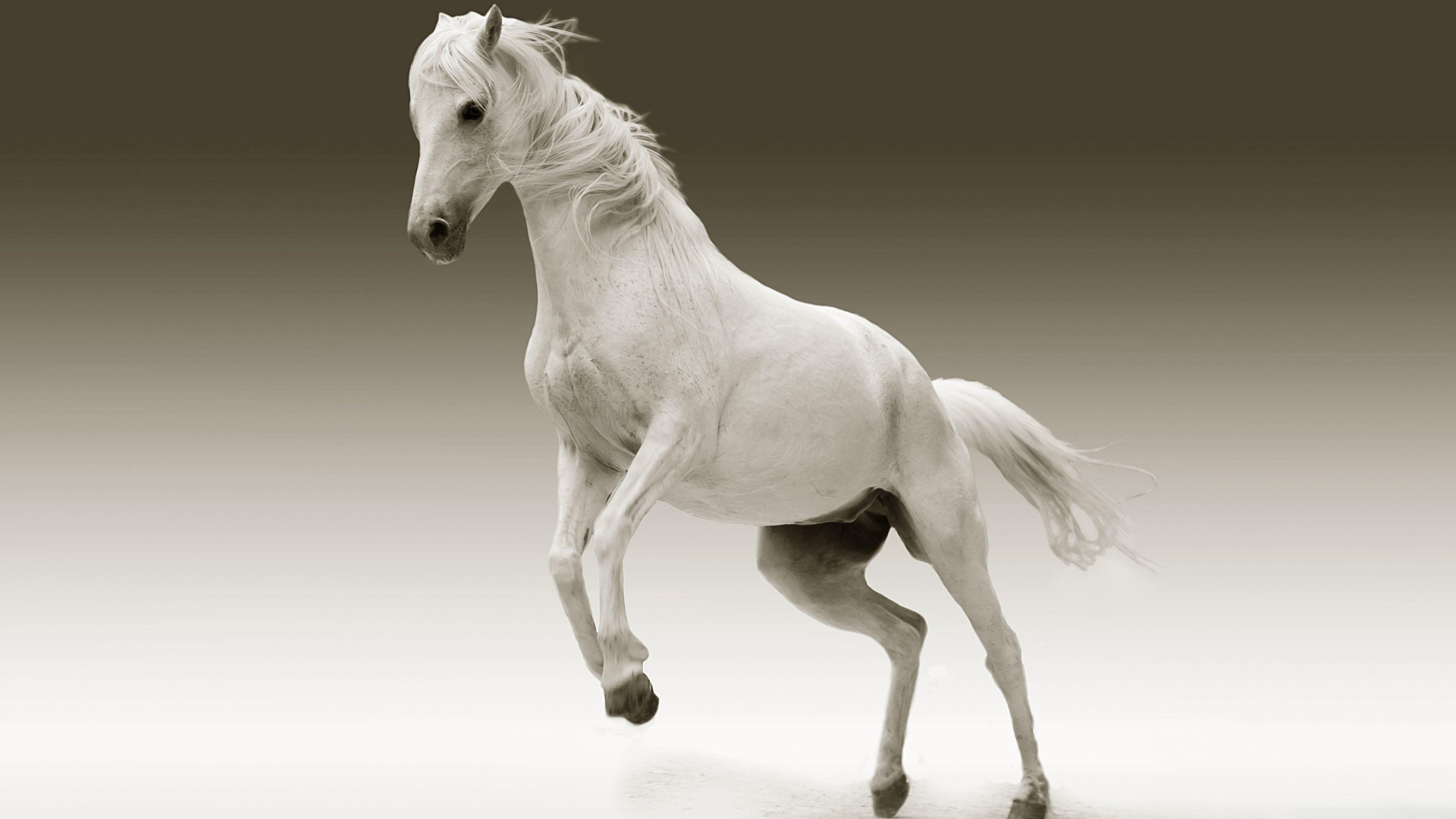 White Horse HD Wallpapers Top Free White Horse HD Backgrounds
