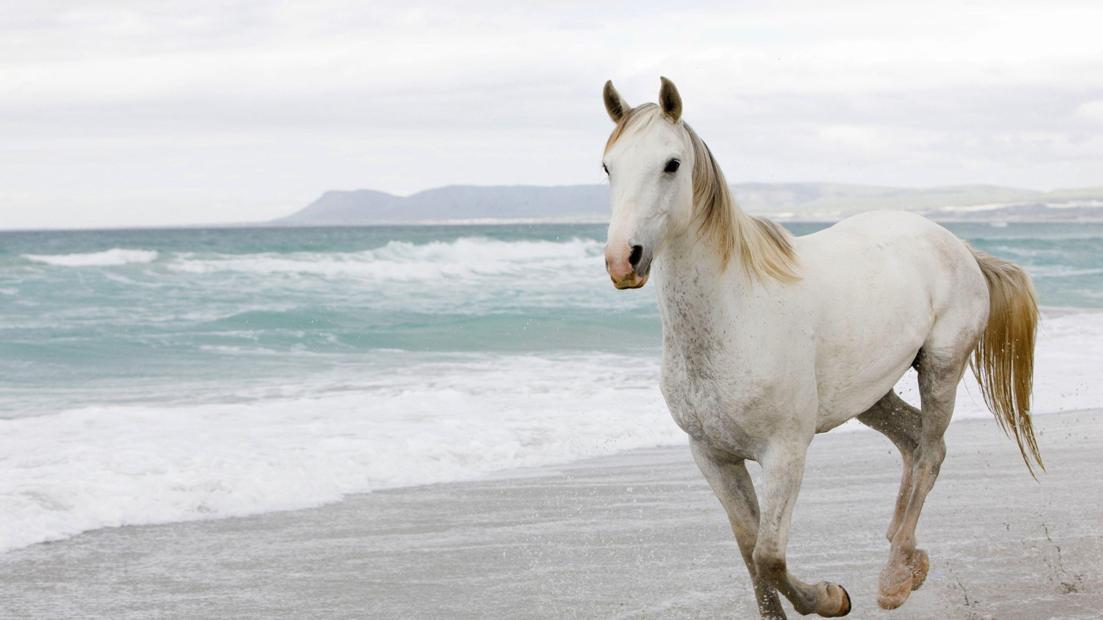 White Horse HD Wallpapers Top Free White Horse HD Backgrounds
