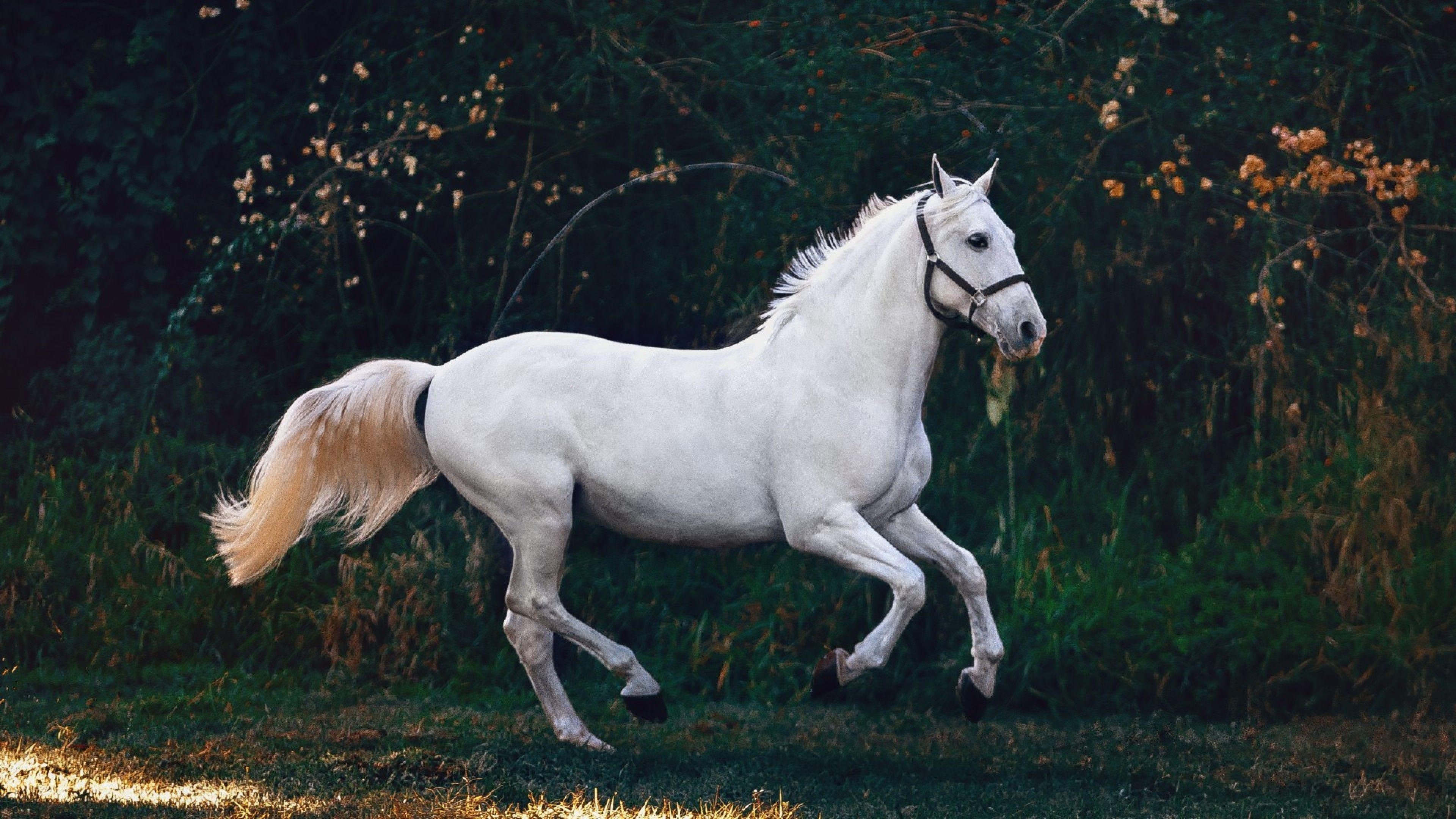 White Horse HD Wallpapers Top Free White Horse HD Backgrounds