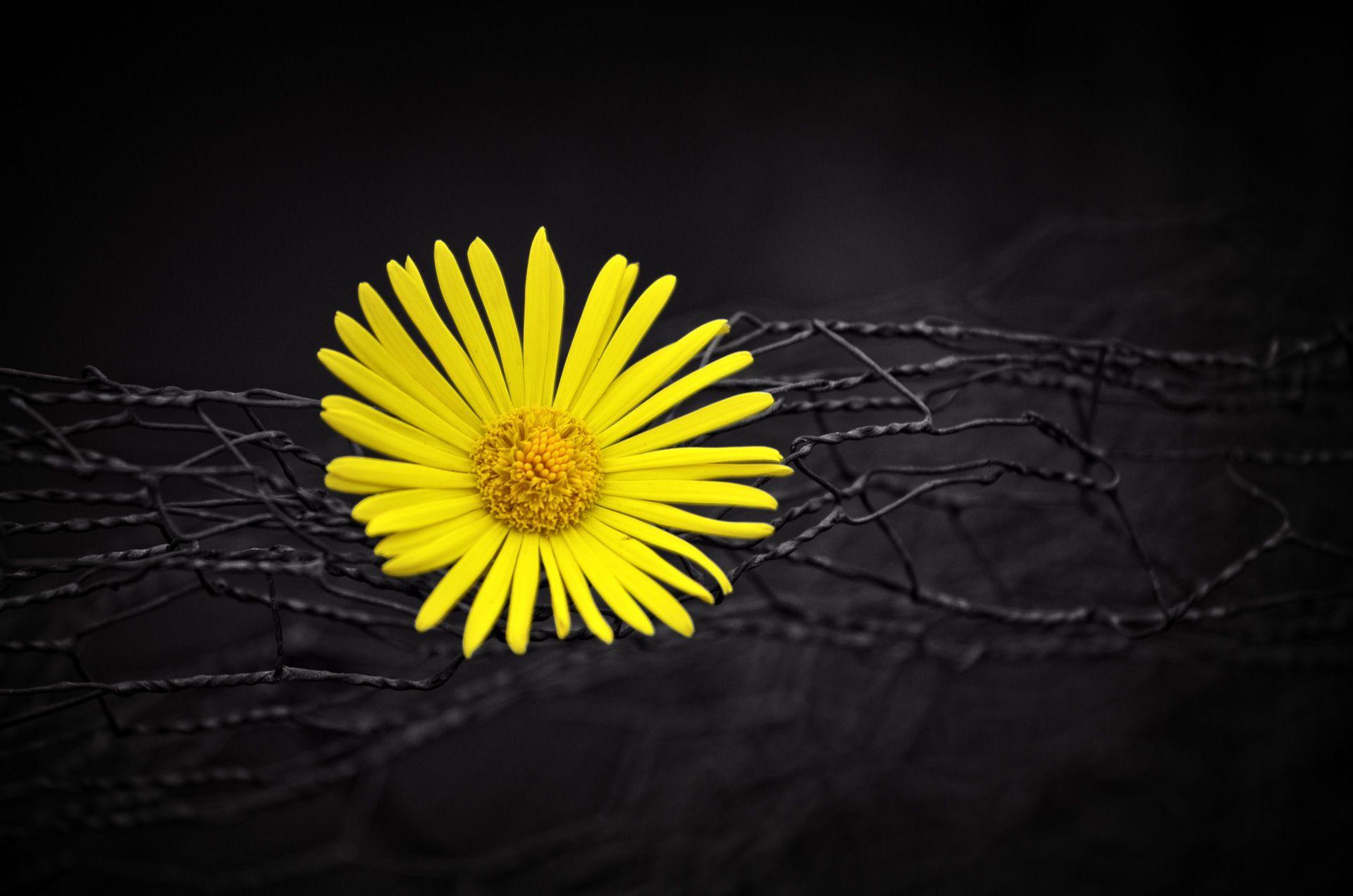 Black and Yellow Flower Wallpapers Top Free Black and Yellow Flower