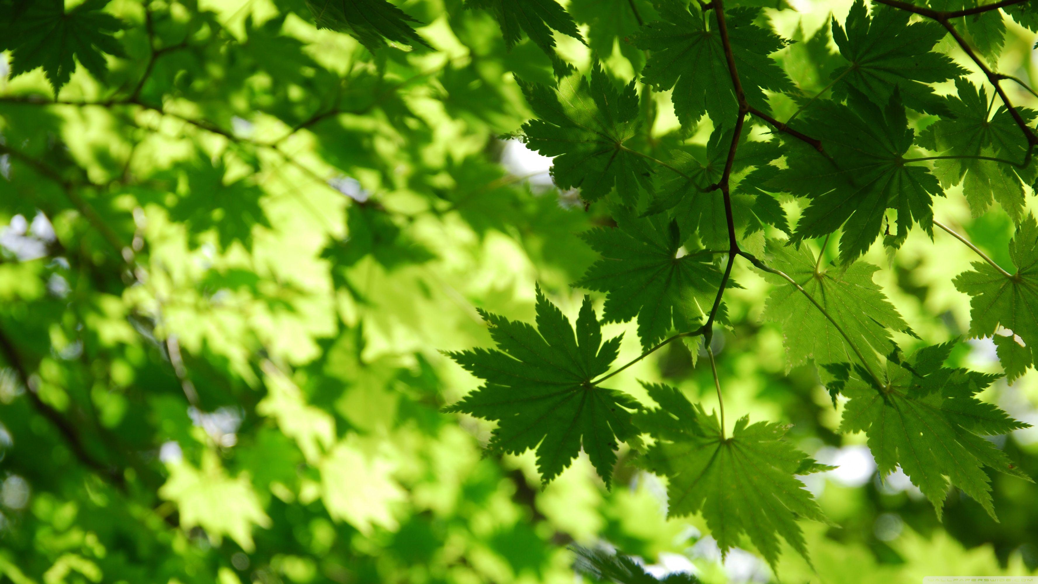 Green Autumn Wallpapers Top Free Green Autumn Backgrounds