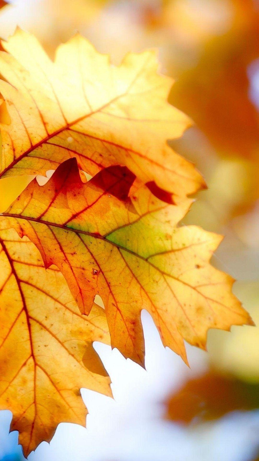 Green Autumn Wallpapers Top Free Green Autumn Backgrounds