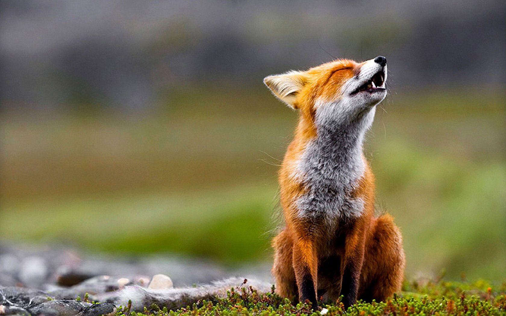 Fox Animal Desktop Wallpapers Top Free Fox Animal Desktop Backgrounds