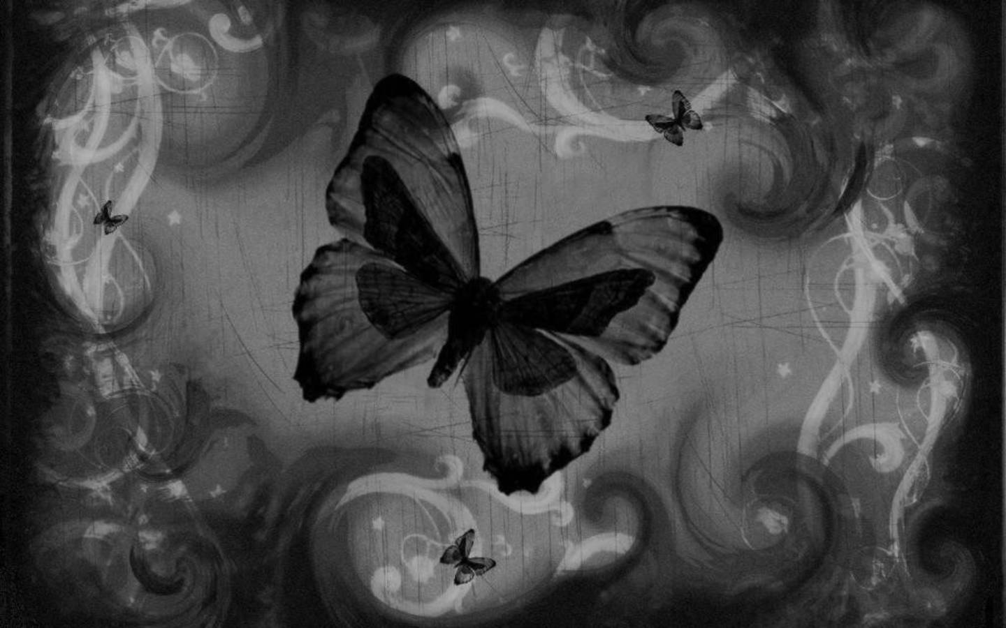 Black Butterfly Wallpapers Top Free Black Butterfly Backgrounds