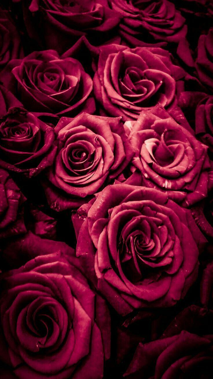 Burgundy Flower Wallpapers Top Free Burgundy Flower Backgrounds WallpaperAccess