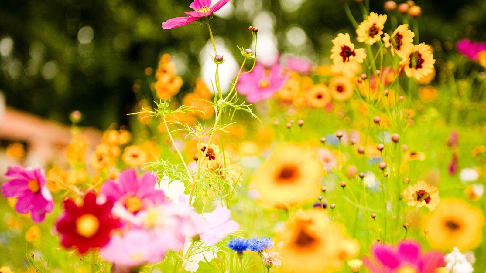 Windows Flower Wallpapers Top Free Windows Flower Backgrounds WallpaperAccess