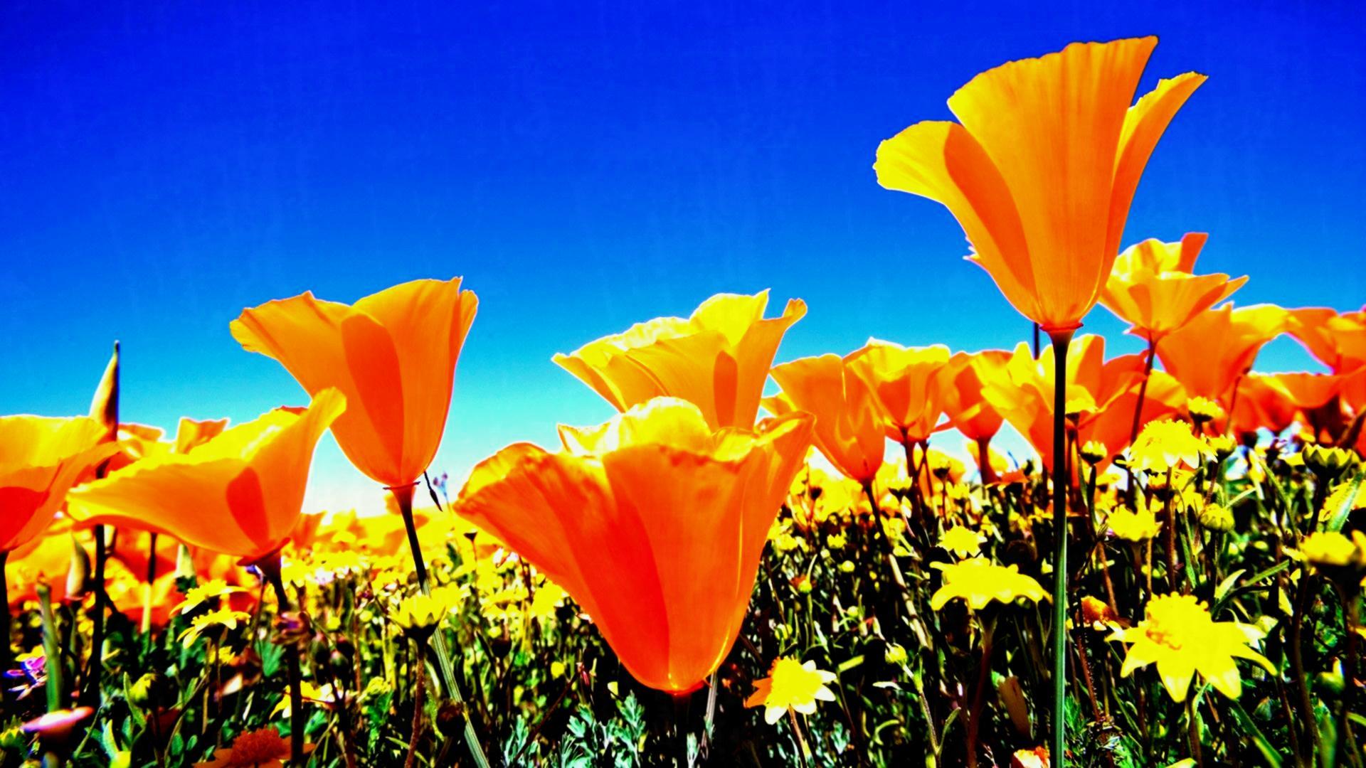 Windows Flower Wallpapers Top Free Windows Flower Backgrounds WallpaperAccess