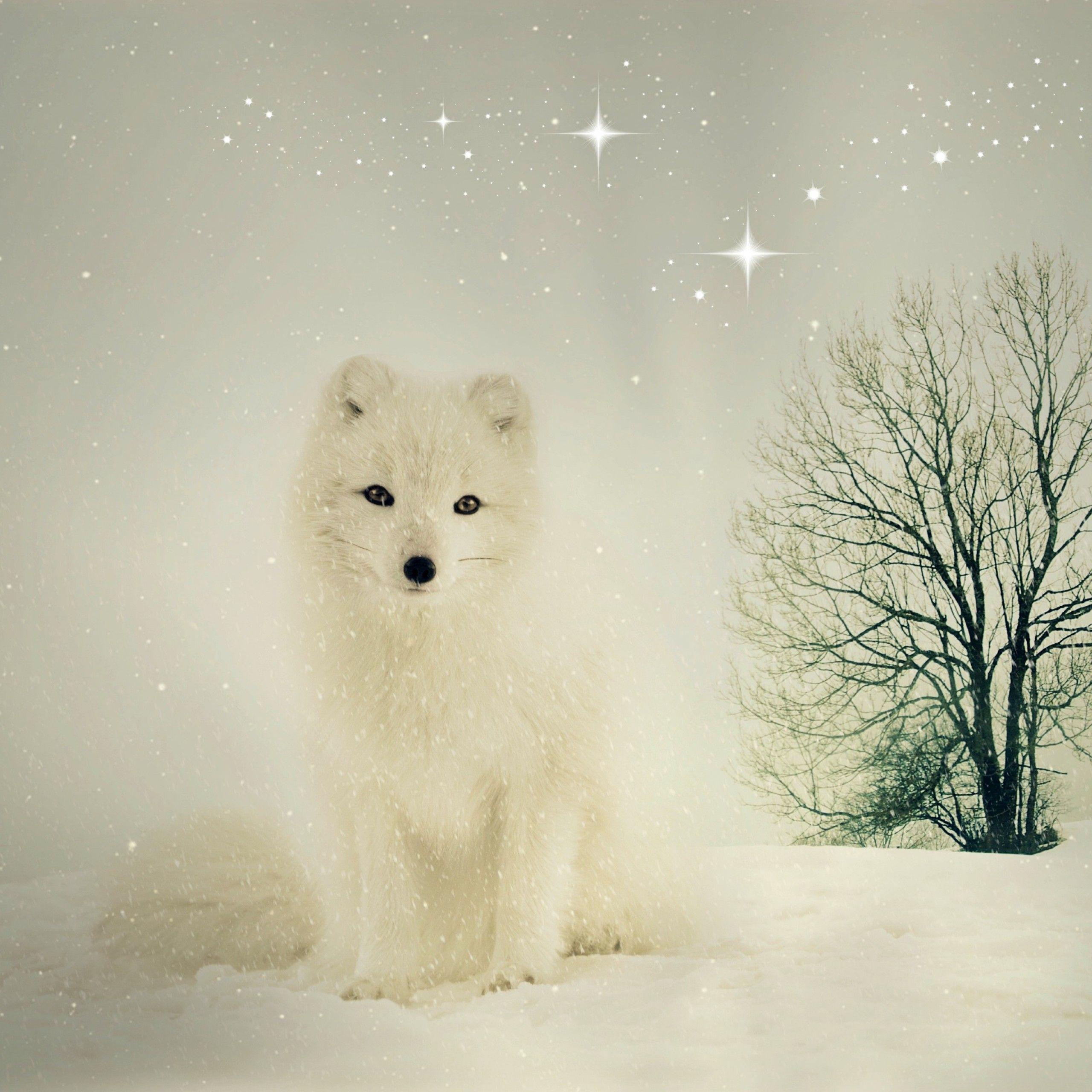Baby Arctic Fox Wallpapers Top Free Baby Arctic Fox Backgrounds