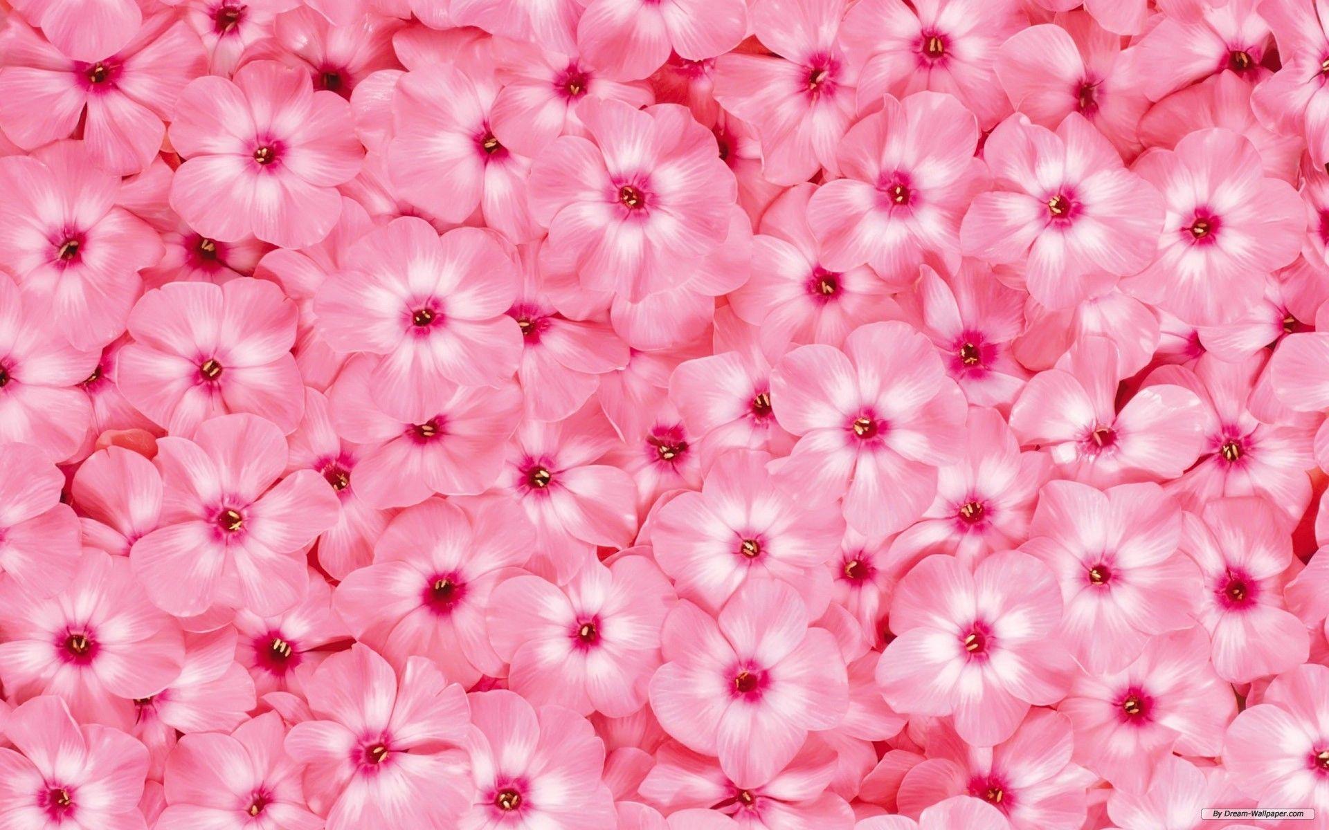 Free Flower Wallpapers Top Free Free Flower Backgrounds WallpaperAccess
