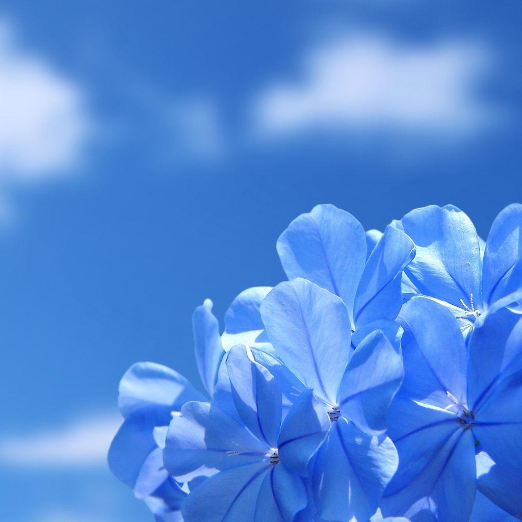 New iPad HD Flower Wallpapers Top Free New iPad HD Flower Backgrounds