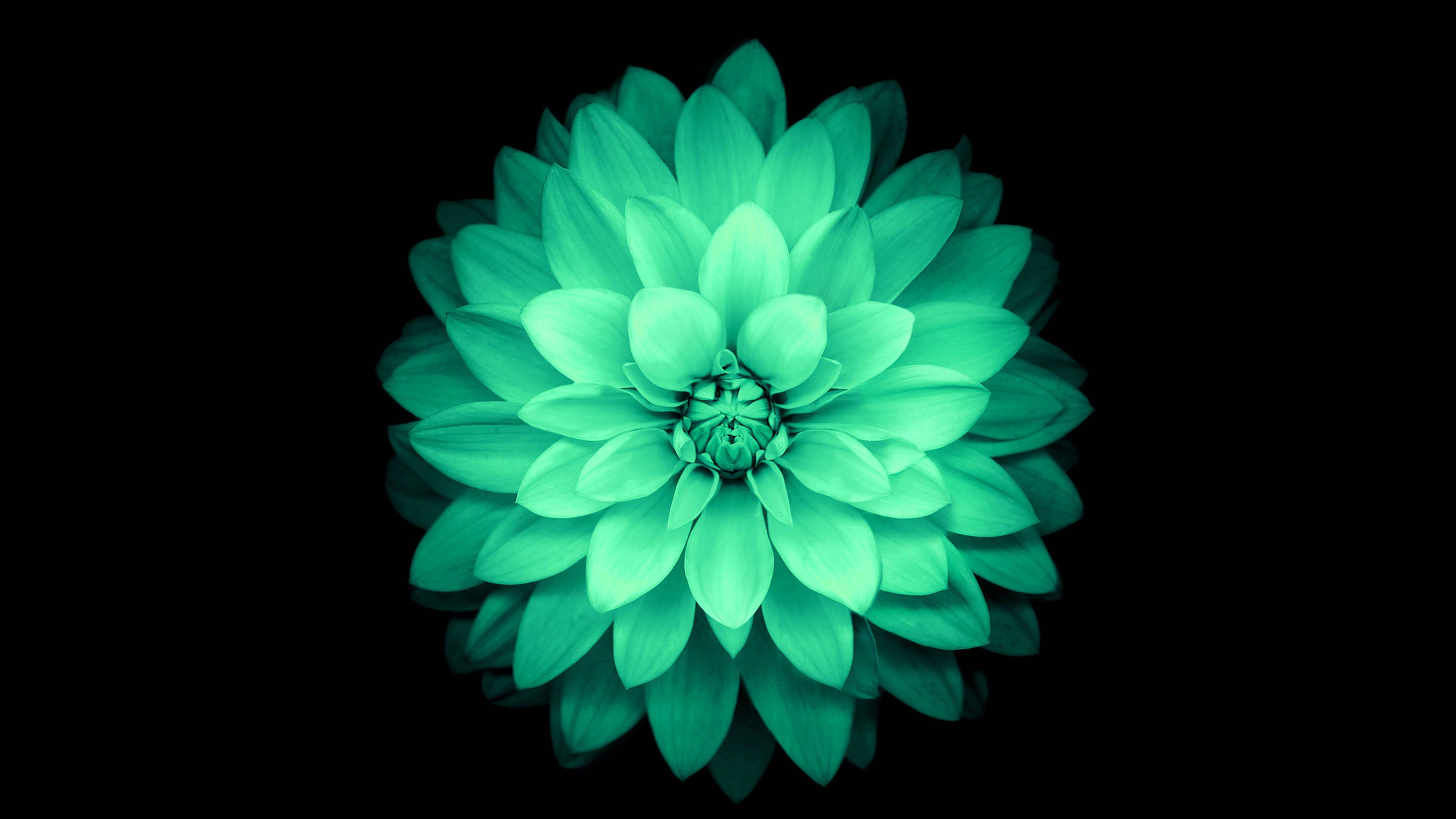 New iPad HD Flower Wallpapers Top Free New iPad HD Flower Backgrounds