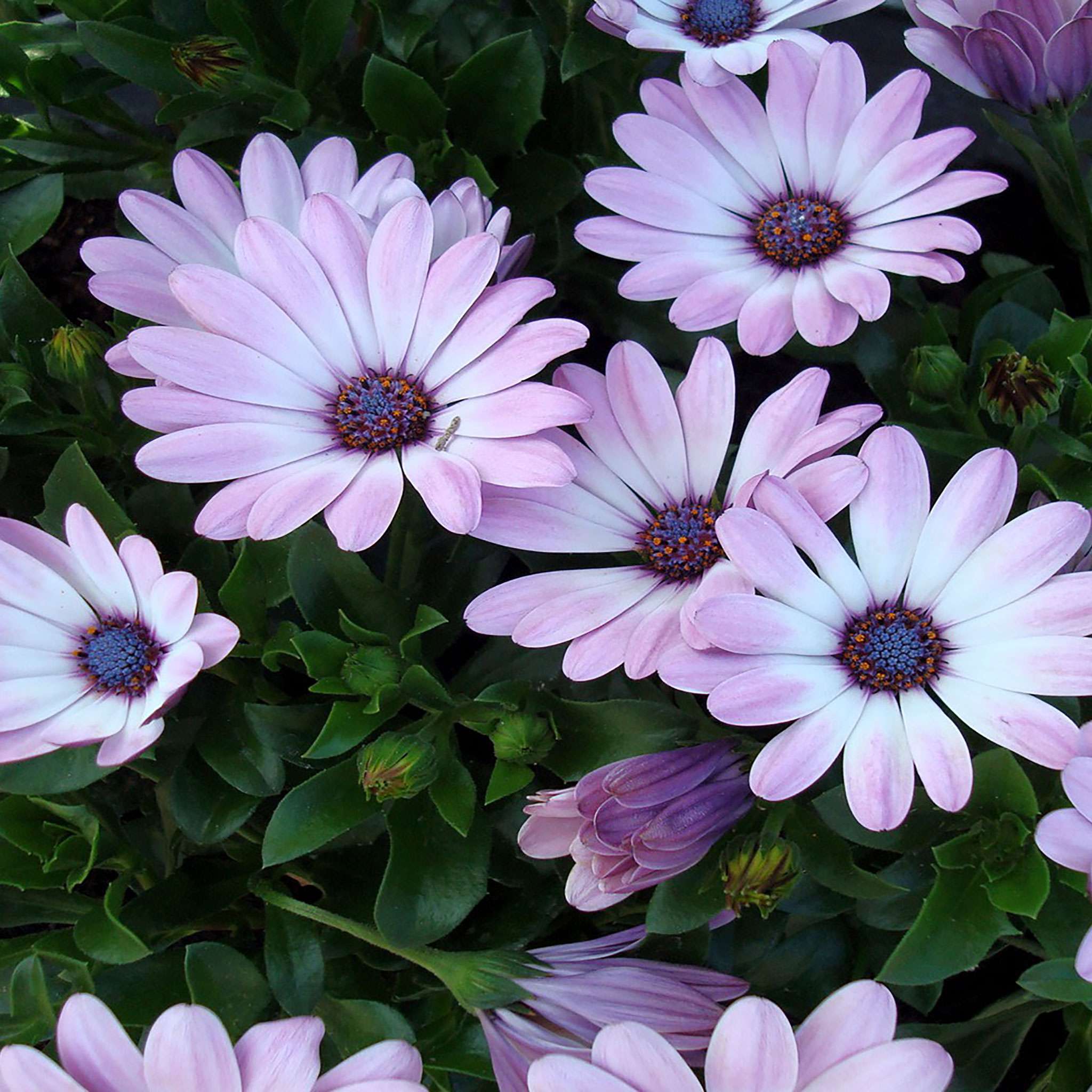 New iPad HD Flower Wallpapers Top Free New iPad HD Flower Backgrounds