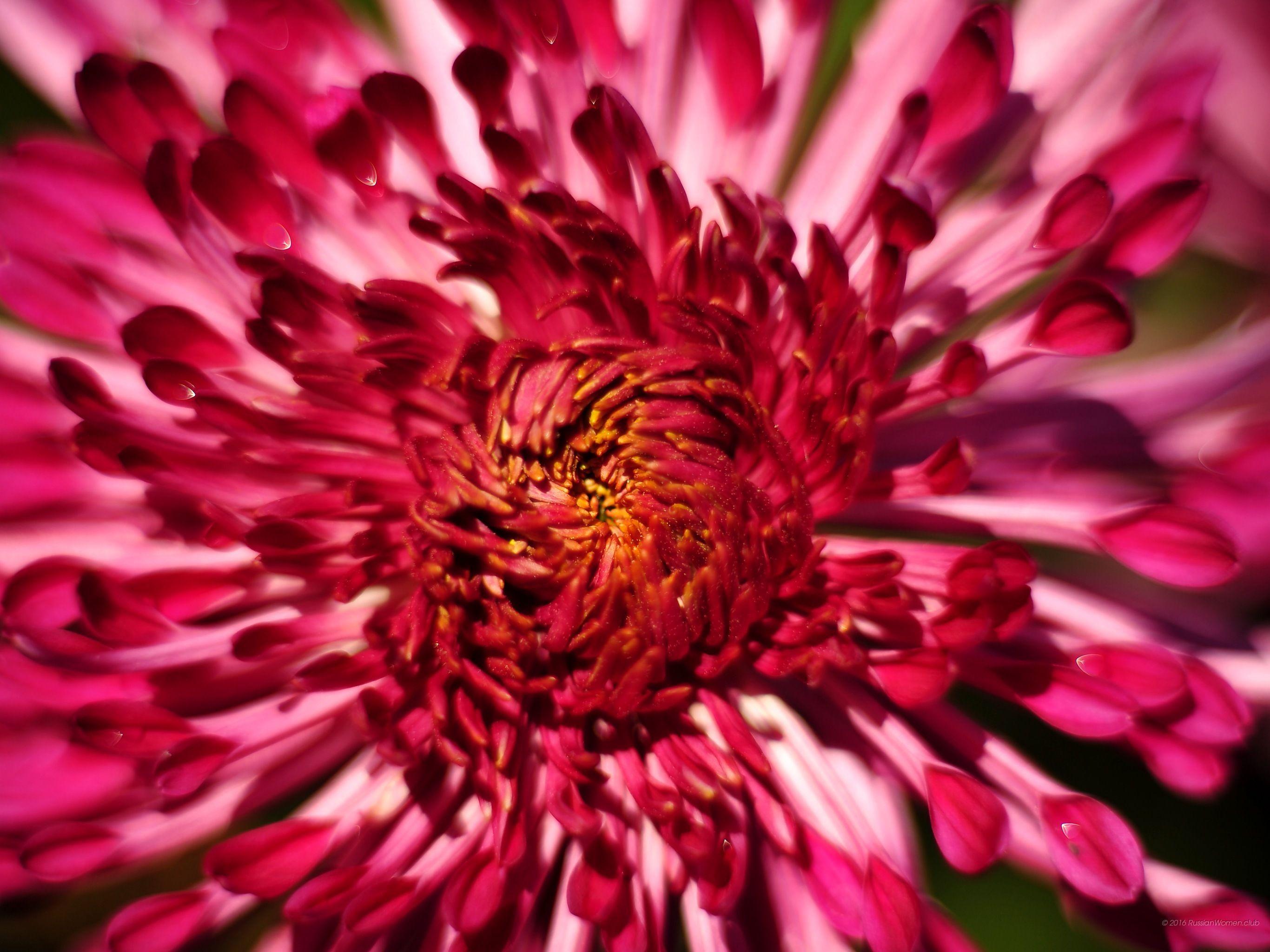 New iPad HD Flower Wallpapers Top Free New iPad HD Flower Backgrounds