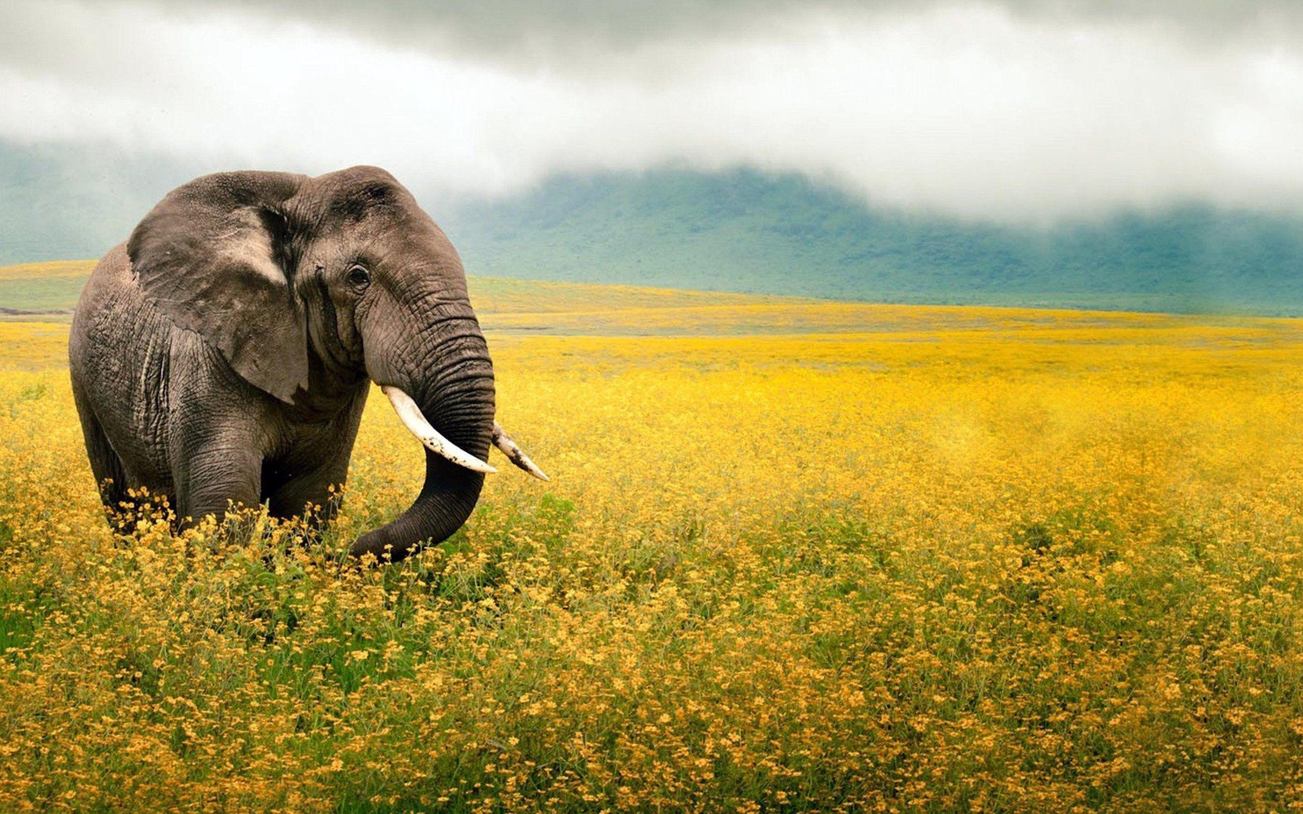 Beautiful Elephant Wallpapers Top Free Beautiful Elephant Backgrounds