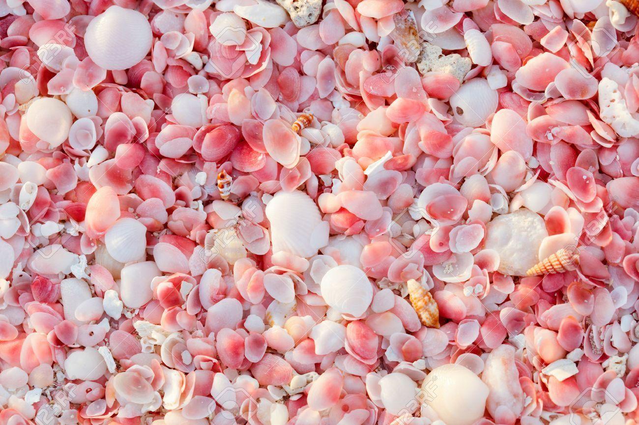 Pink Seashell Wallpapers Top Free Pink Seashell Backgrounds
