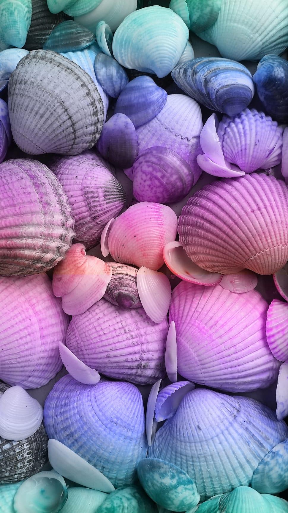 Pink Seashell Wallpapers Top Free Pink Seashell Backgrounds