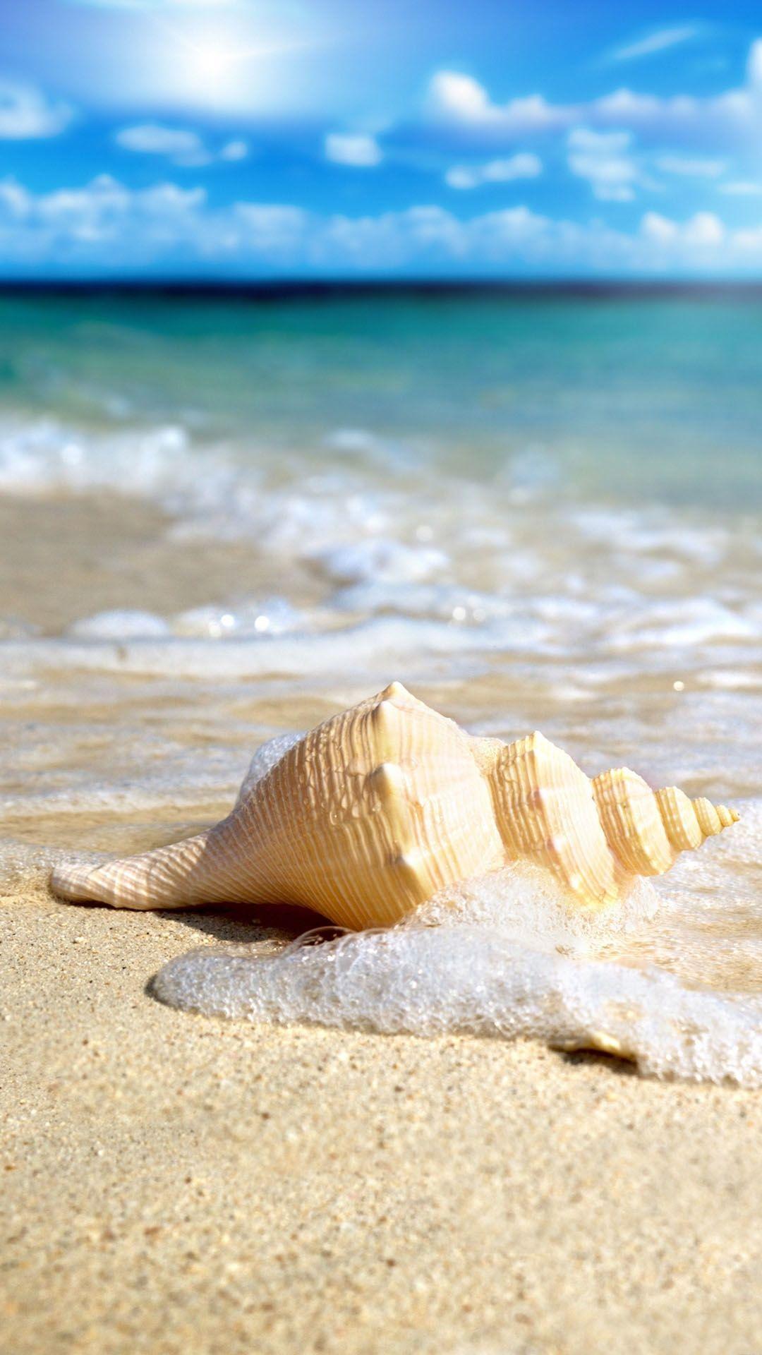 Cute Seashell Wallpapers Top Free Cute Seashell Backgrounds