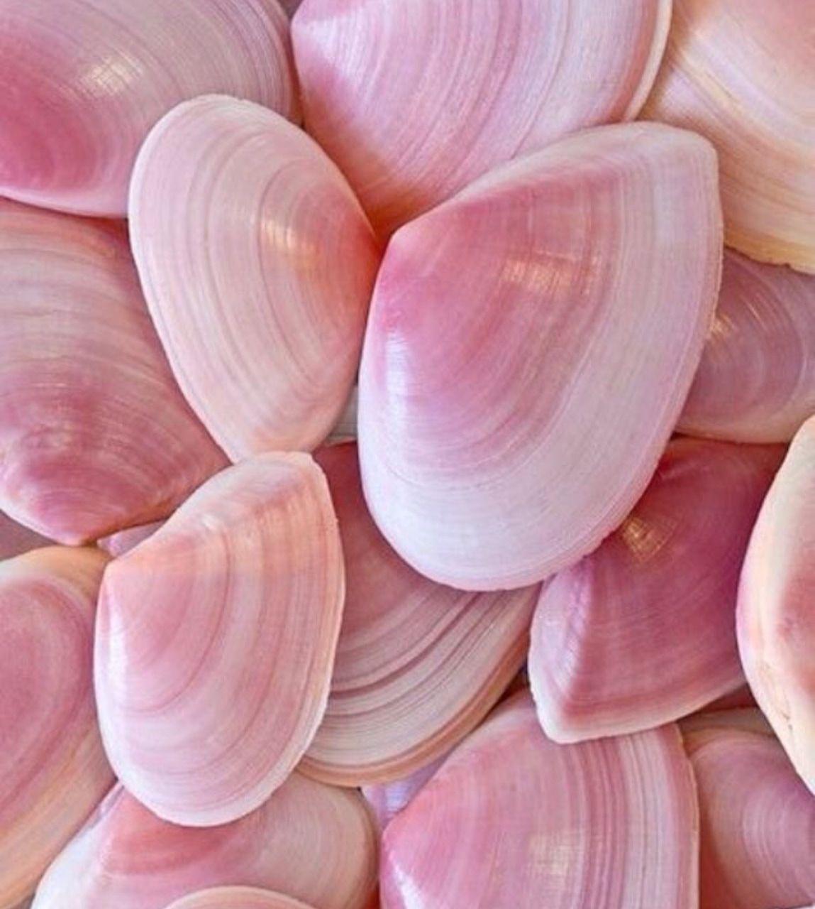 Pink Seashell Wallpapers Top Free Pink Seashell Backgrounds