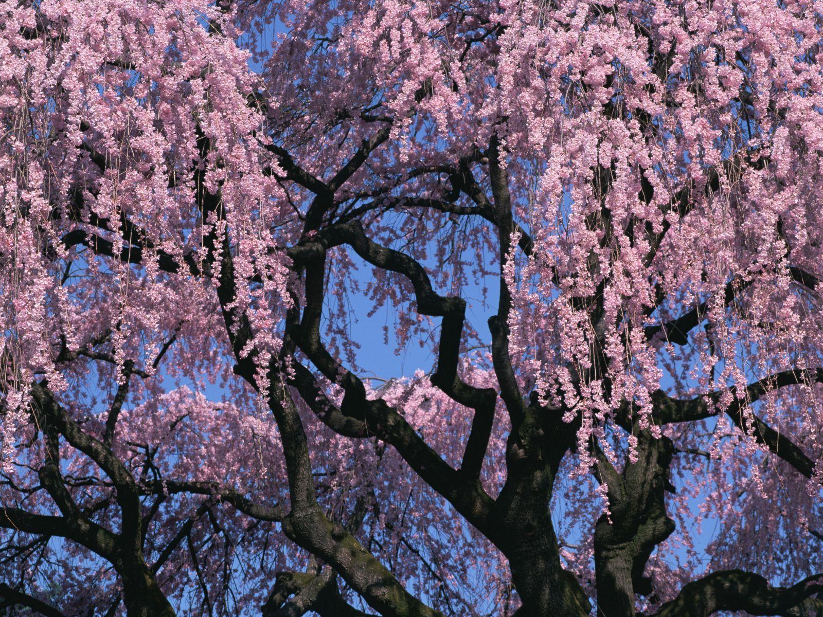 Japanese Cherry Blossom Tree Wallpapers Top Free Japanese Cherry Blossom Tree Backgrounds