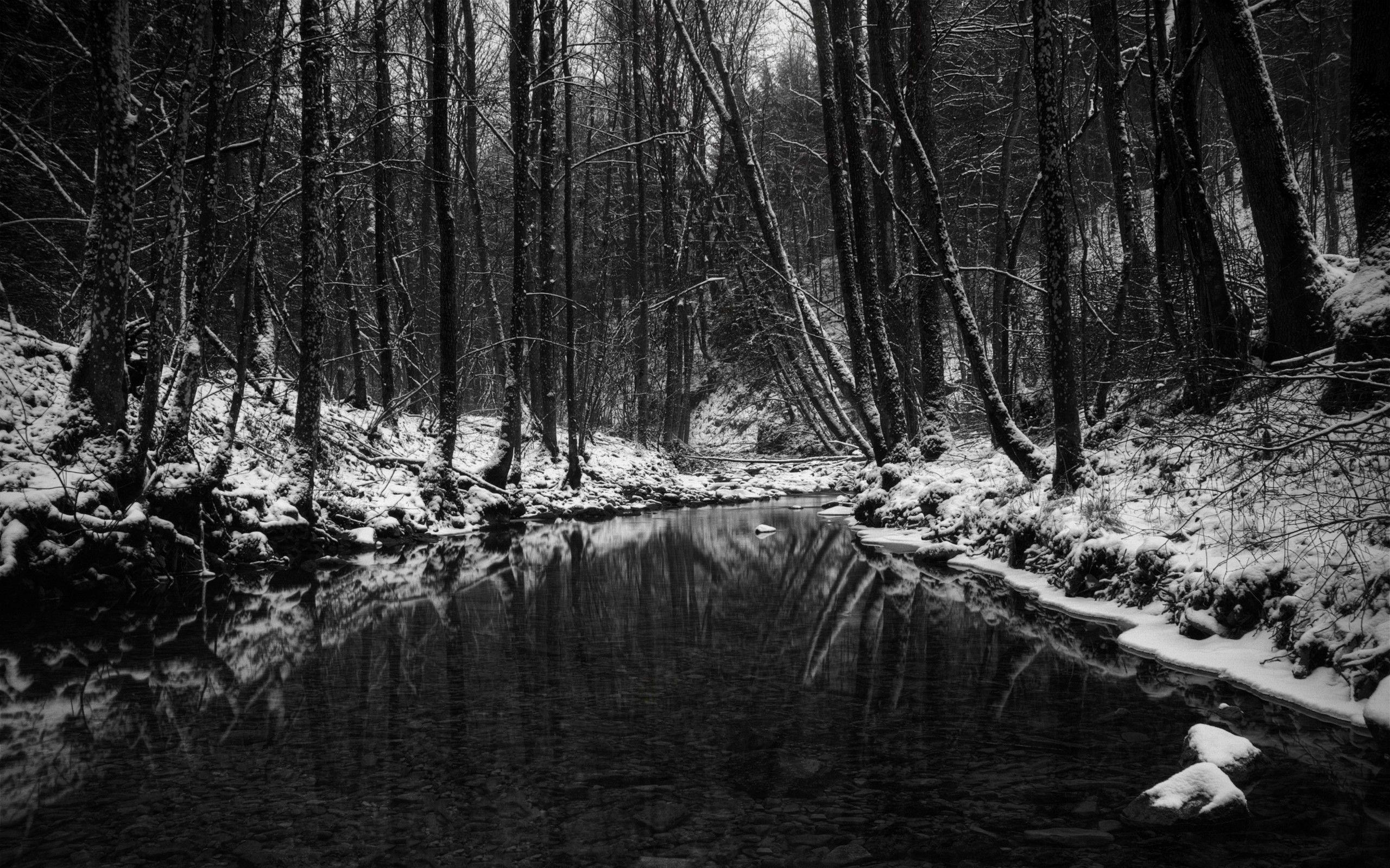 Dark Snowy Forest Wallpapers Top Free Dark Snowy Forest Backgrounds
