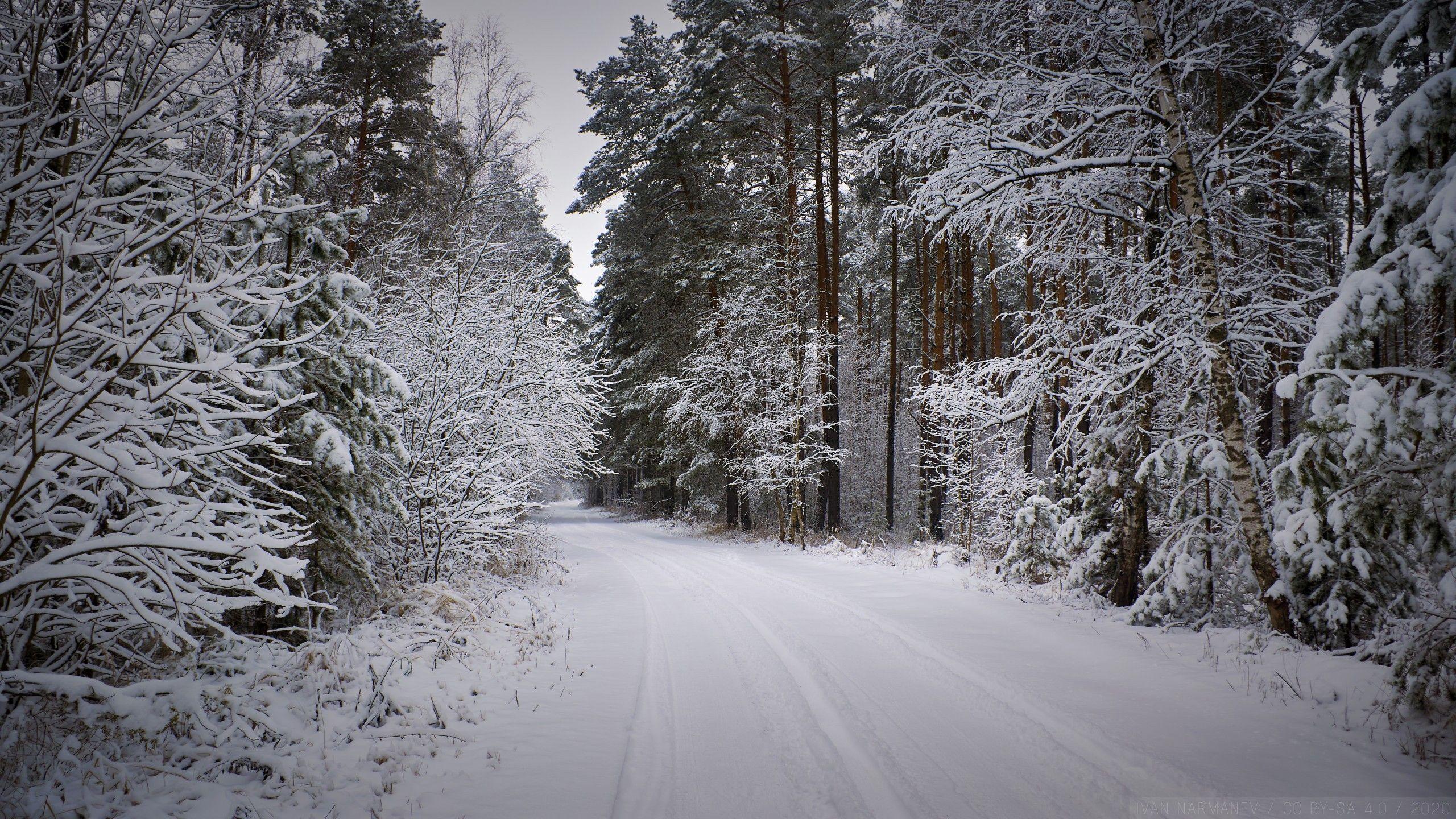 Black Forest Winter Wallpapers Top Free Black Forest Winter