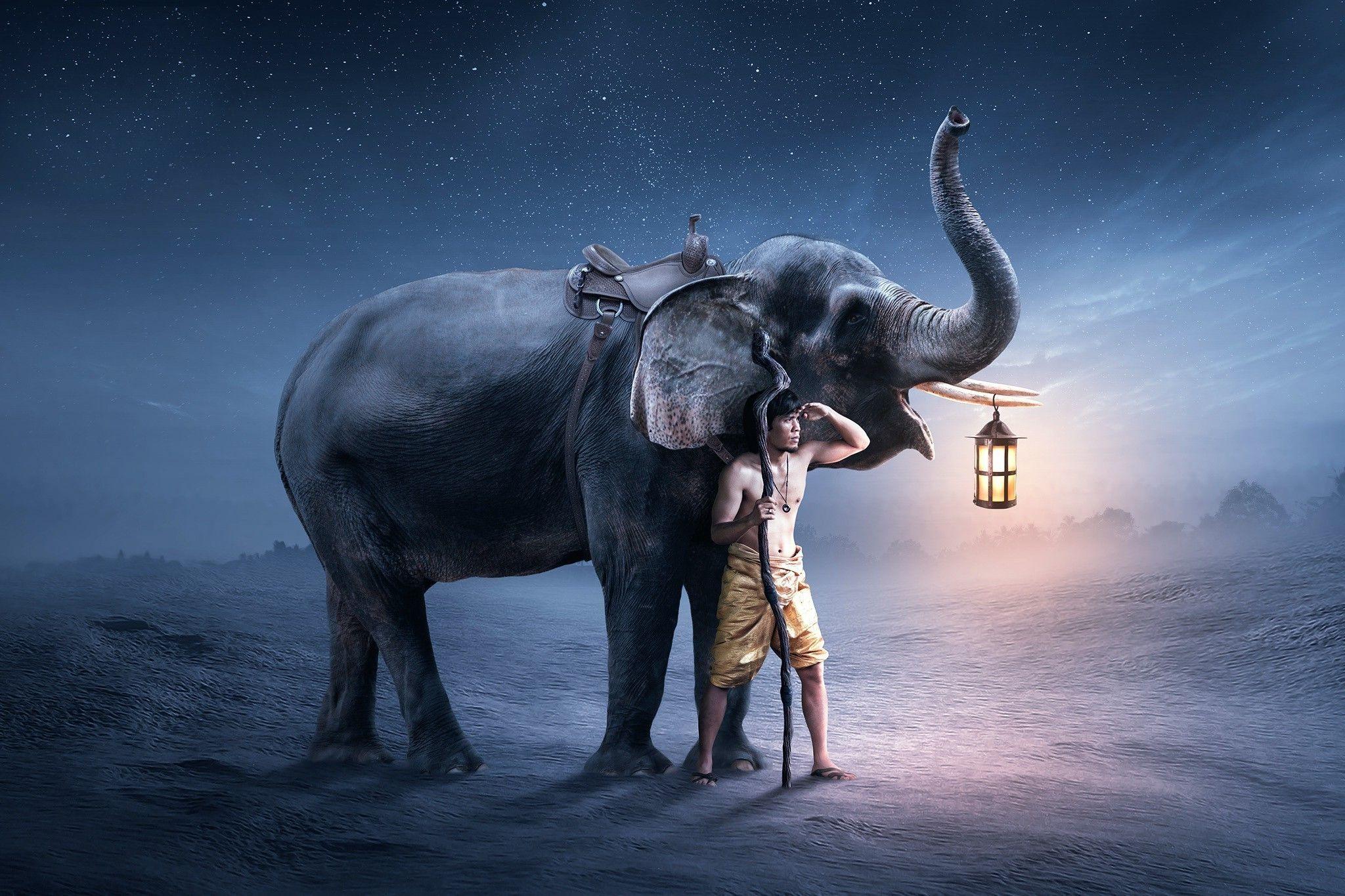 Abstract Elephant Wallpapers Top Free Abstract Elephant Backgrounds