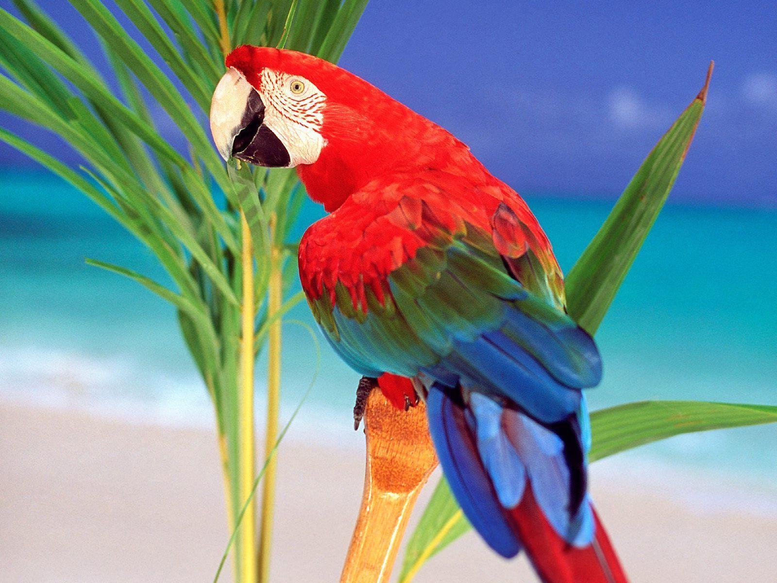 Parrot Bird Wallpapers Top Free Parrot Bird Backgrounds WallpaperAccess