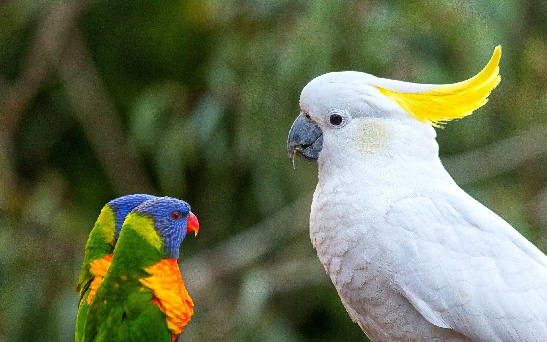 Parrot Bird Wallpapers Top Free Parrot Bird Backgrounds WallpaperAccess