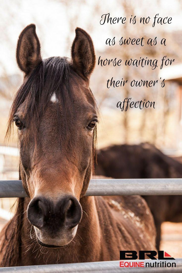 Horse Quotes Wallpapers Top Free Horse Quotes Backgrounds
