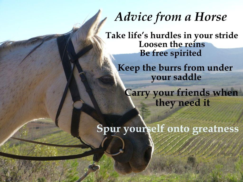 Horse Quotes Wallpapers Top Free Horse Quotes Backgrounds