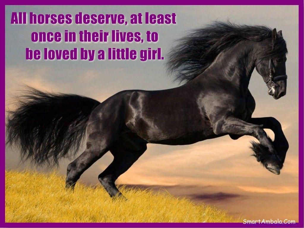 Horse Quotes Wallpapers Top Free Horse Quotes Backgrounds