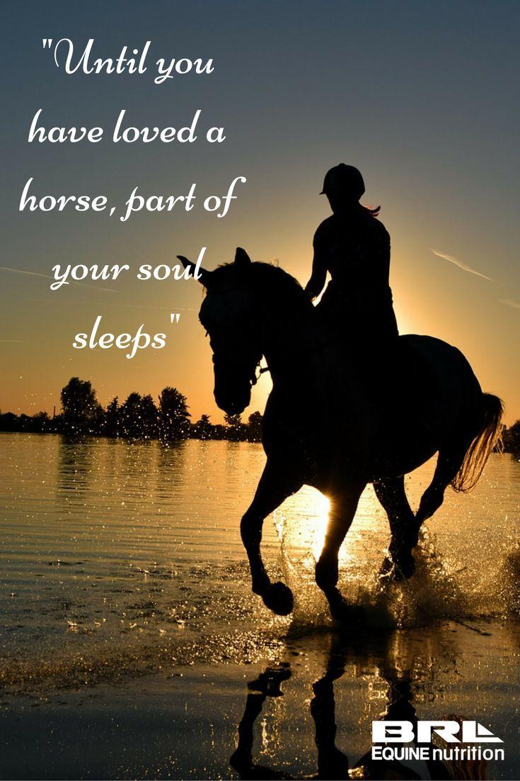 Horse Quotes Wallpapers Top Free Horse Quotes Backgrounds