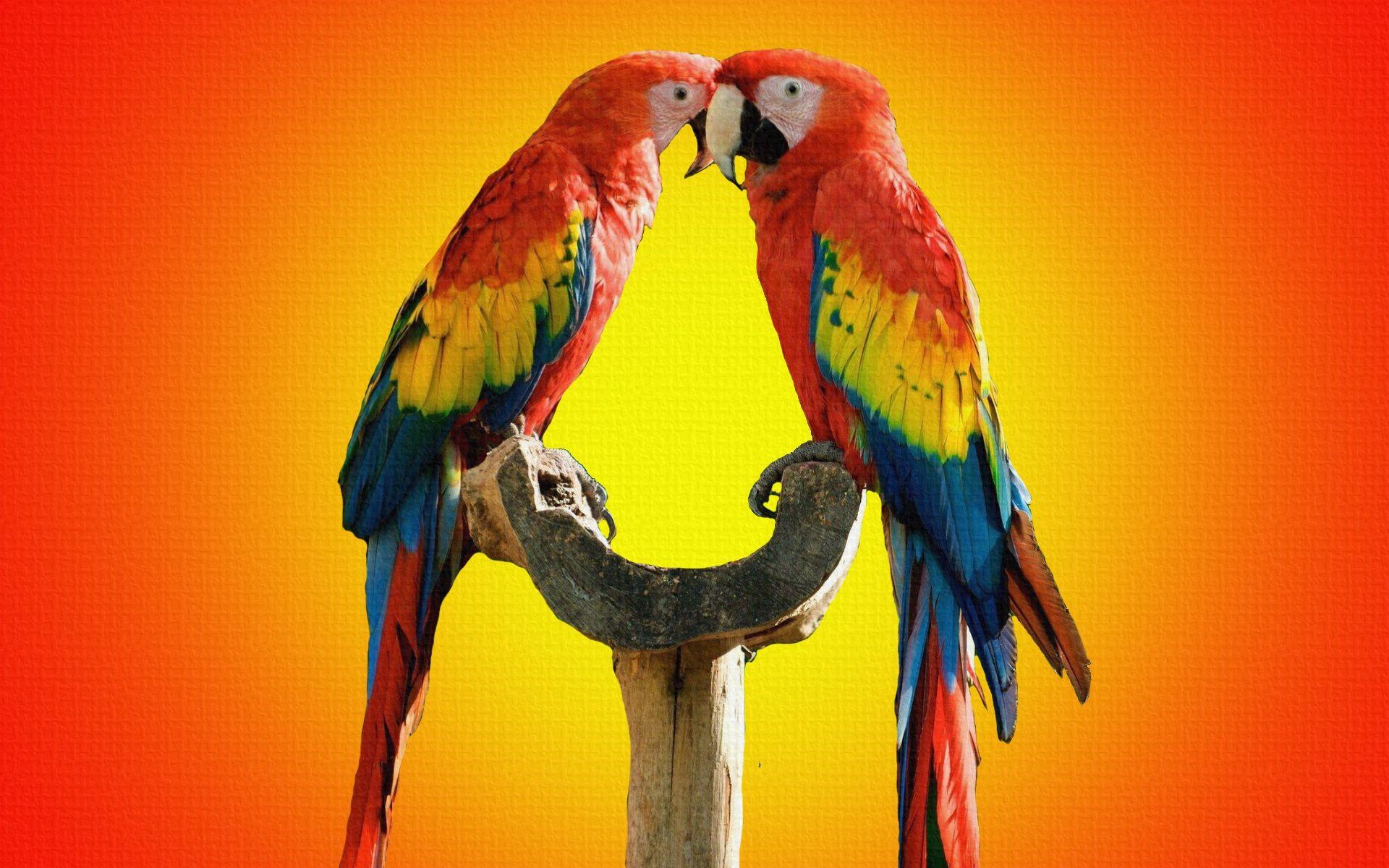Parrot Bird Wallpapers Top Free Parrot Bird Backgrounds WallpaperAccess