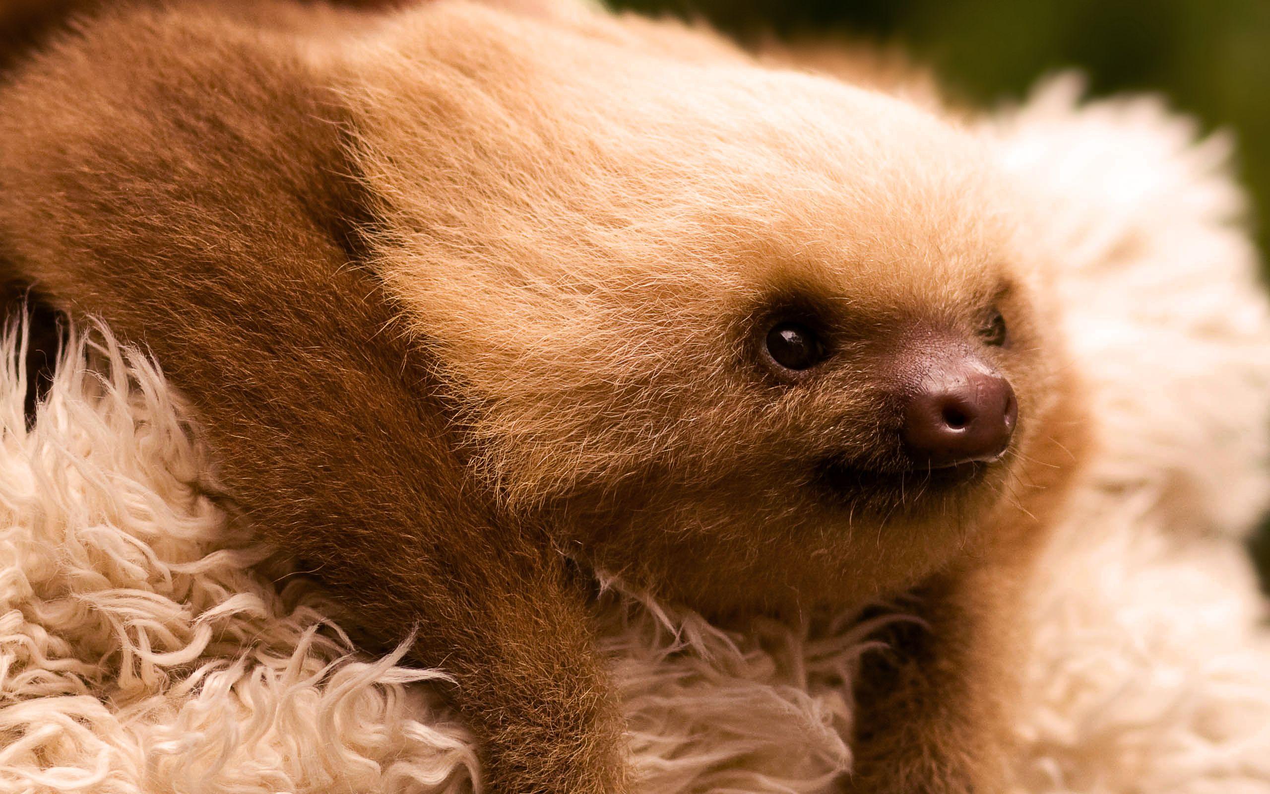 Baby Sloth Wallpapers Top Free Baby Sloth Backgrounds WallpaperAccess