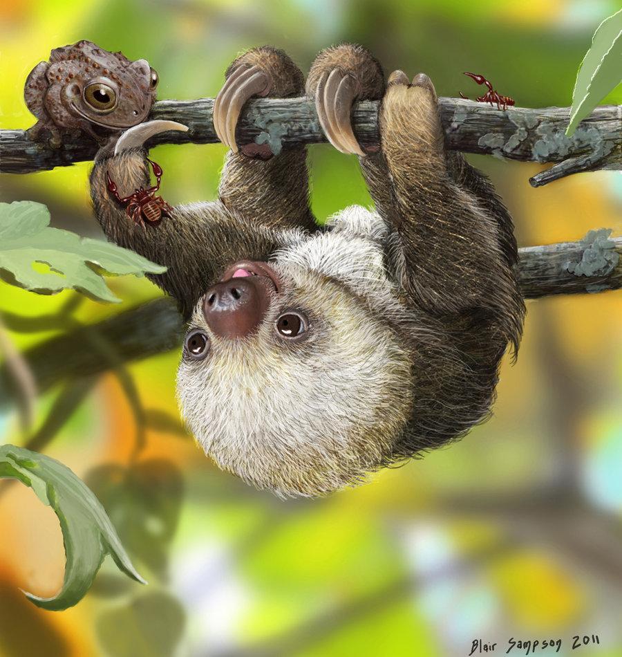 Baby Sloth Wallpapers Top Free Baby Sloth Backgrounds WallpaperAccess