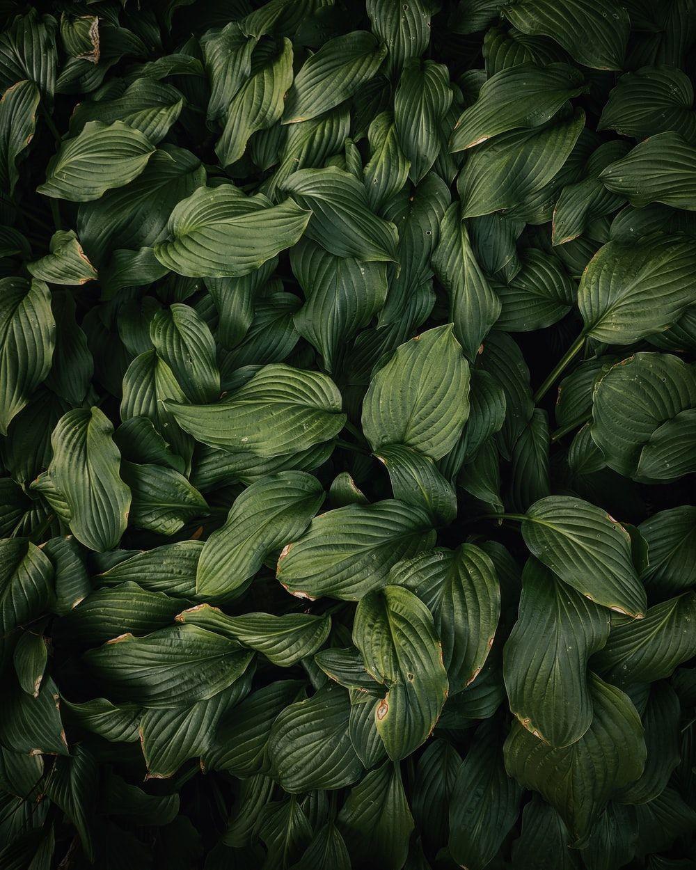 Dark Green Leaf Wallpapers Top Free Dark Green Leaf Backgrounds