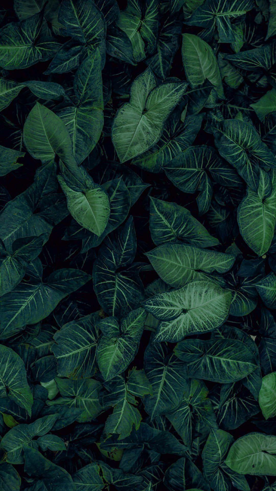 Dark Green Leaf Wallpapers Top Free Dark Green Leaf Backgrounds