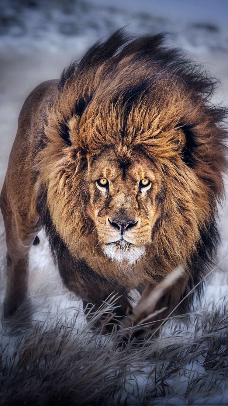 Iphone 11 Wallpaper Hd 4K Lion Also explore thousands of beautiful hd wallpapers and background