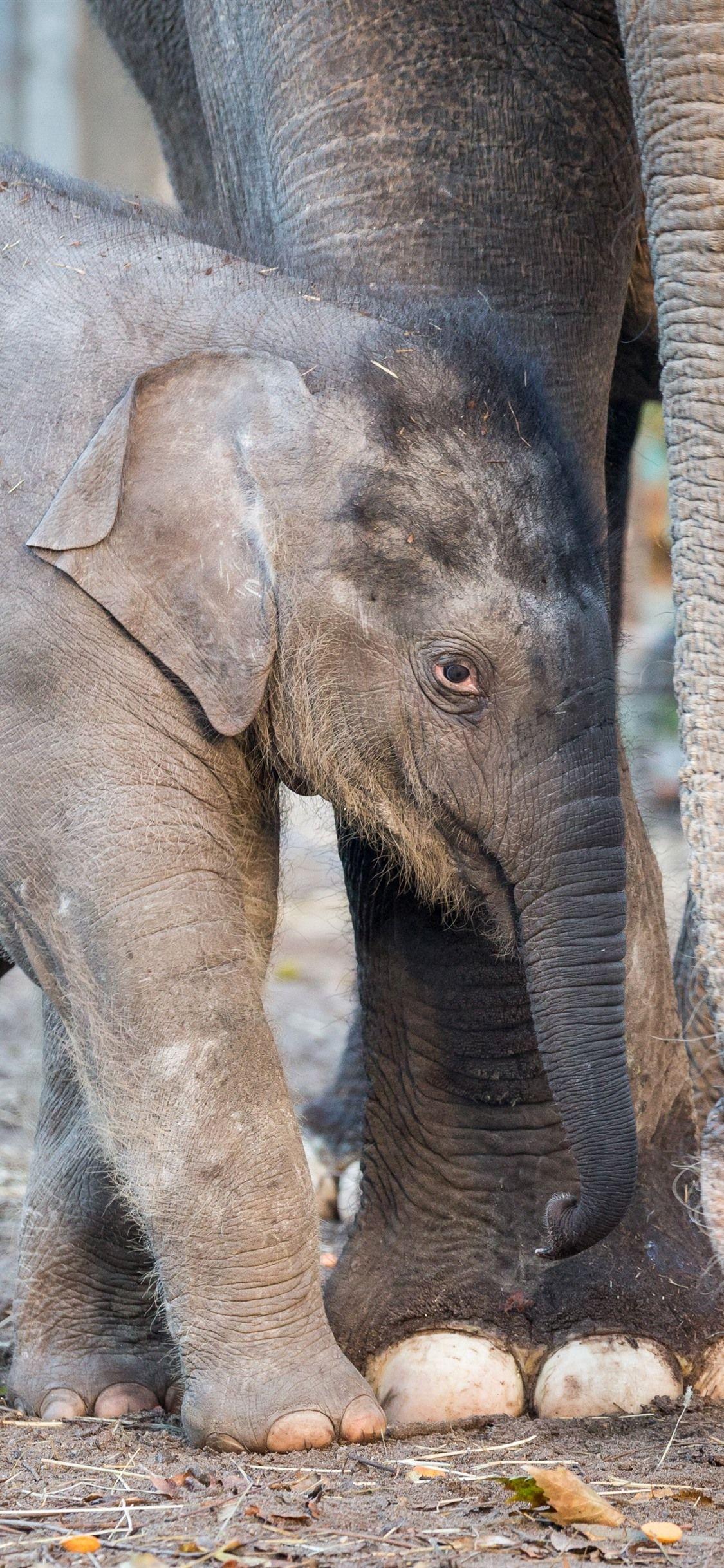 Cute Elephant iPhone Wallpapers Top Free Cute Elephant iPhone