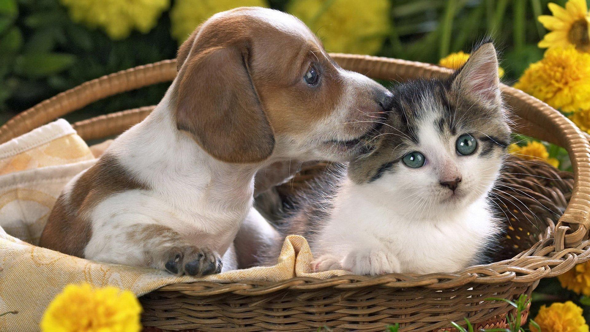 Cats and Dogs Wallpapers Top Free Cats and Dogs Backgrounds