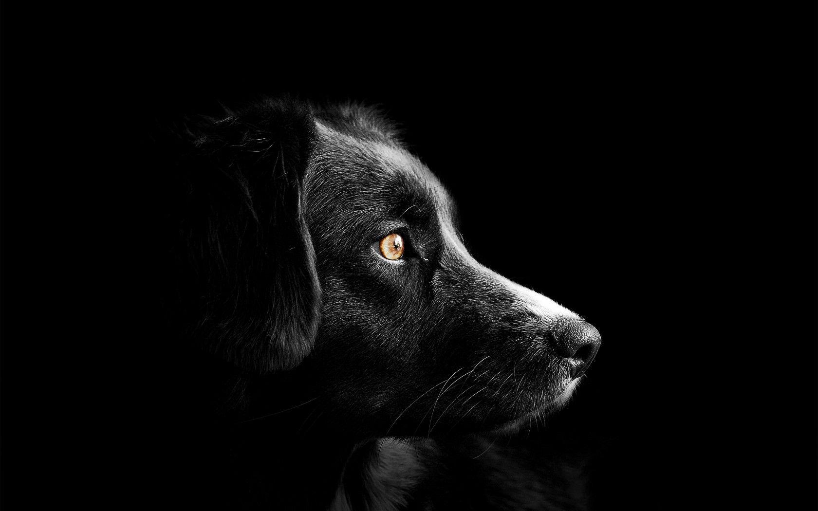 Dark Dogs Wallpapers Top Free Dark Dogs Backgrounds WallpaperAccess