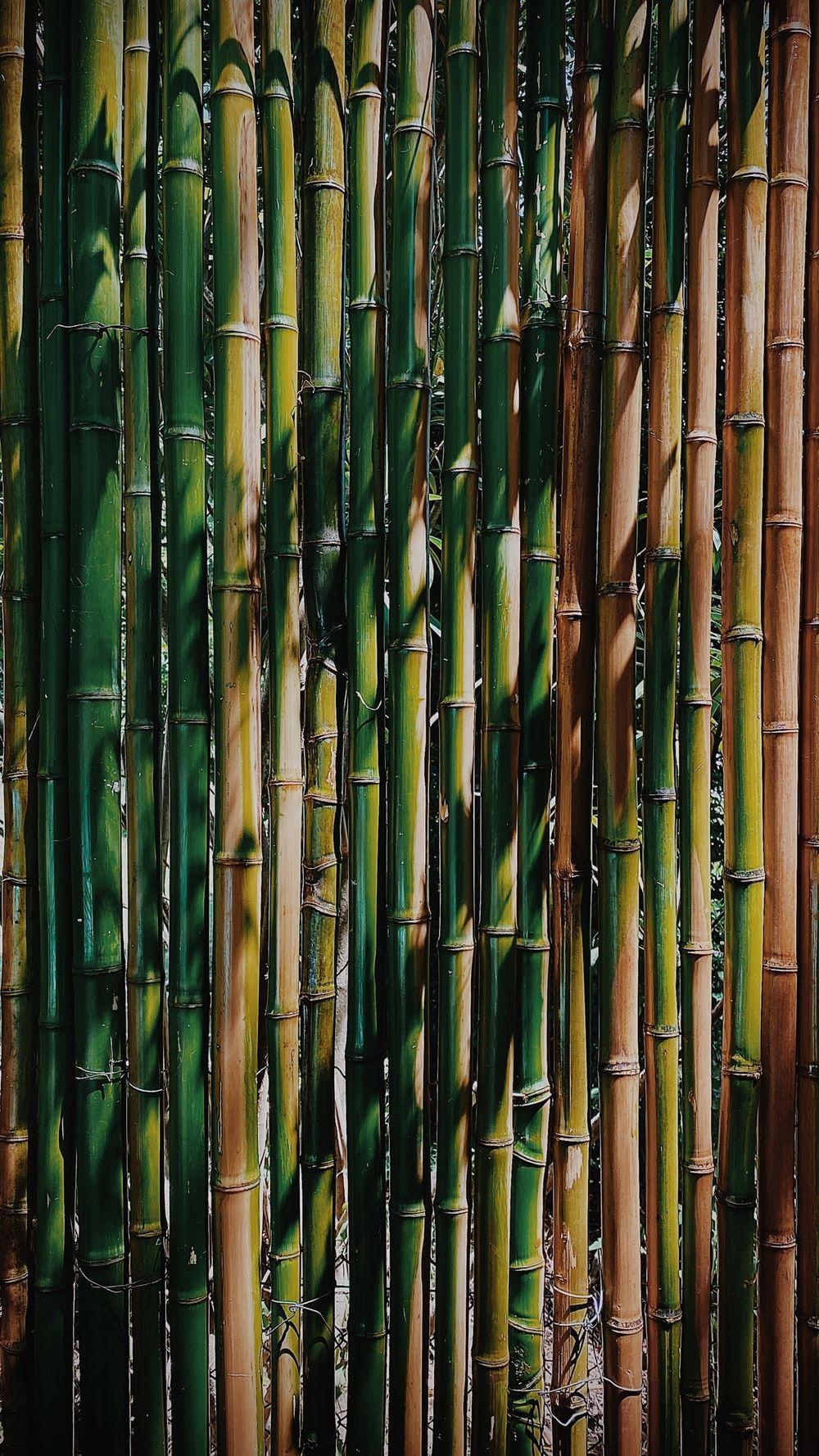 Bamboo Art Wallpapers Top Free Bamboo Art Backgrounds WallpaperAccess