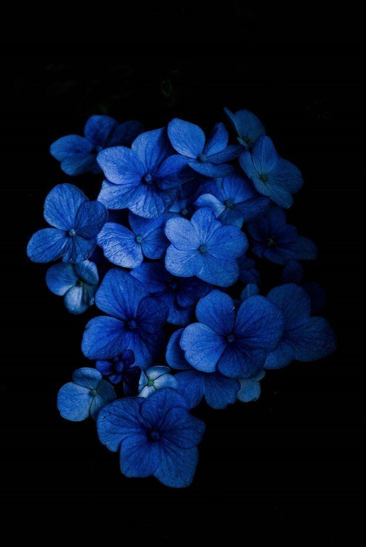 Dark Blue Floral Wallpapers Top Free Dark Blue Floral Backgrounds