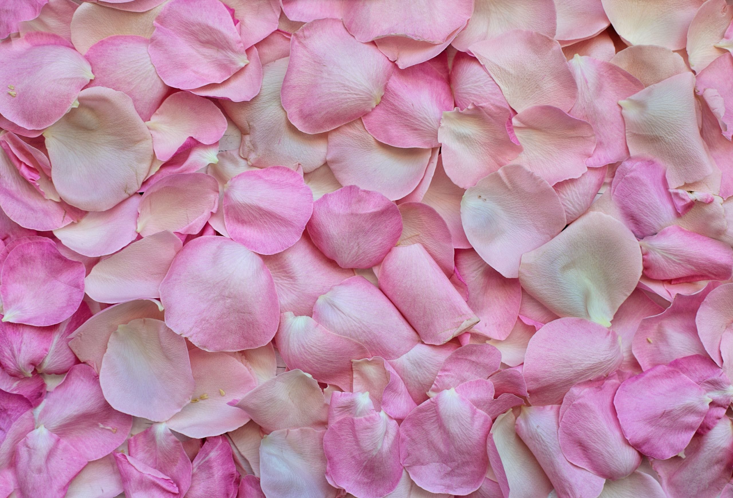 Rose Petals Wallpapers Top Free Rose Petals Backgrounds WallpaperAccess