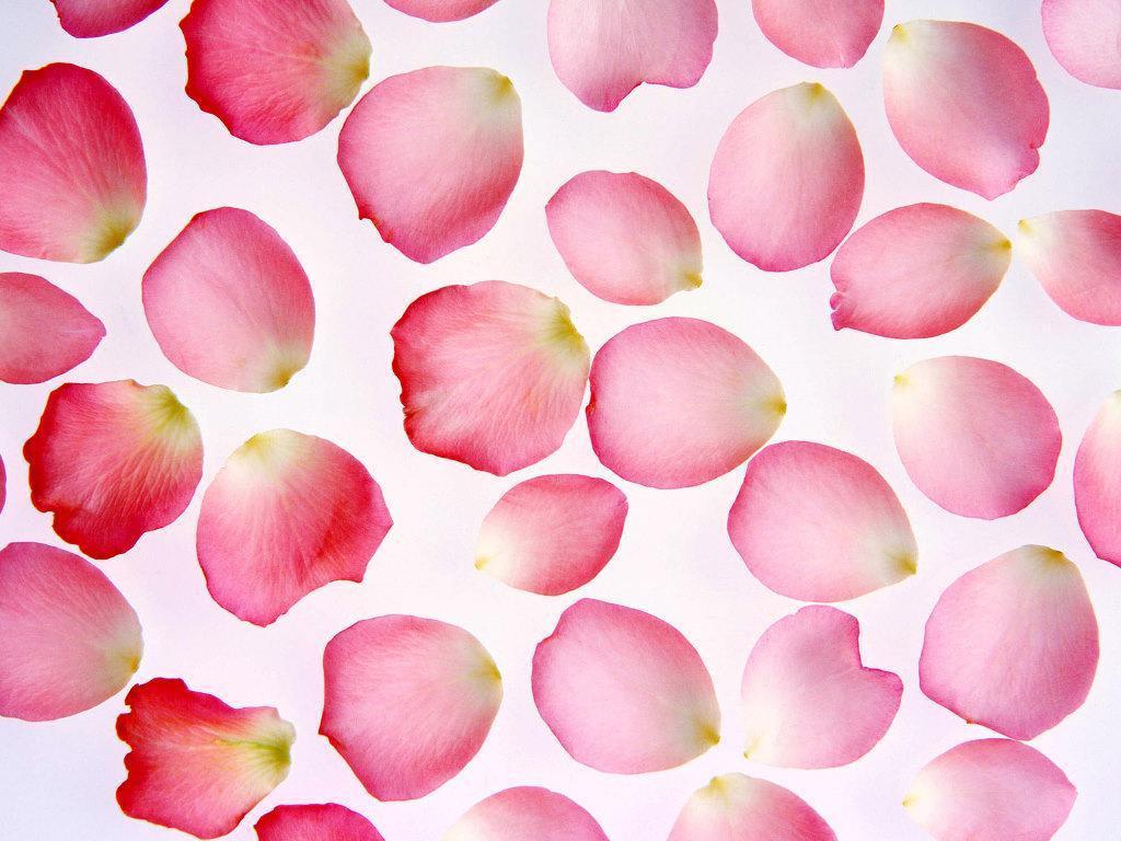 Rose Petals Wallpapers Top Free Rose Petals Backgrounds WallpaperAccess
