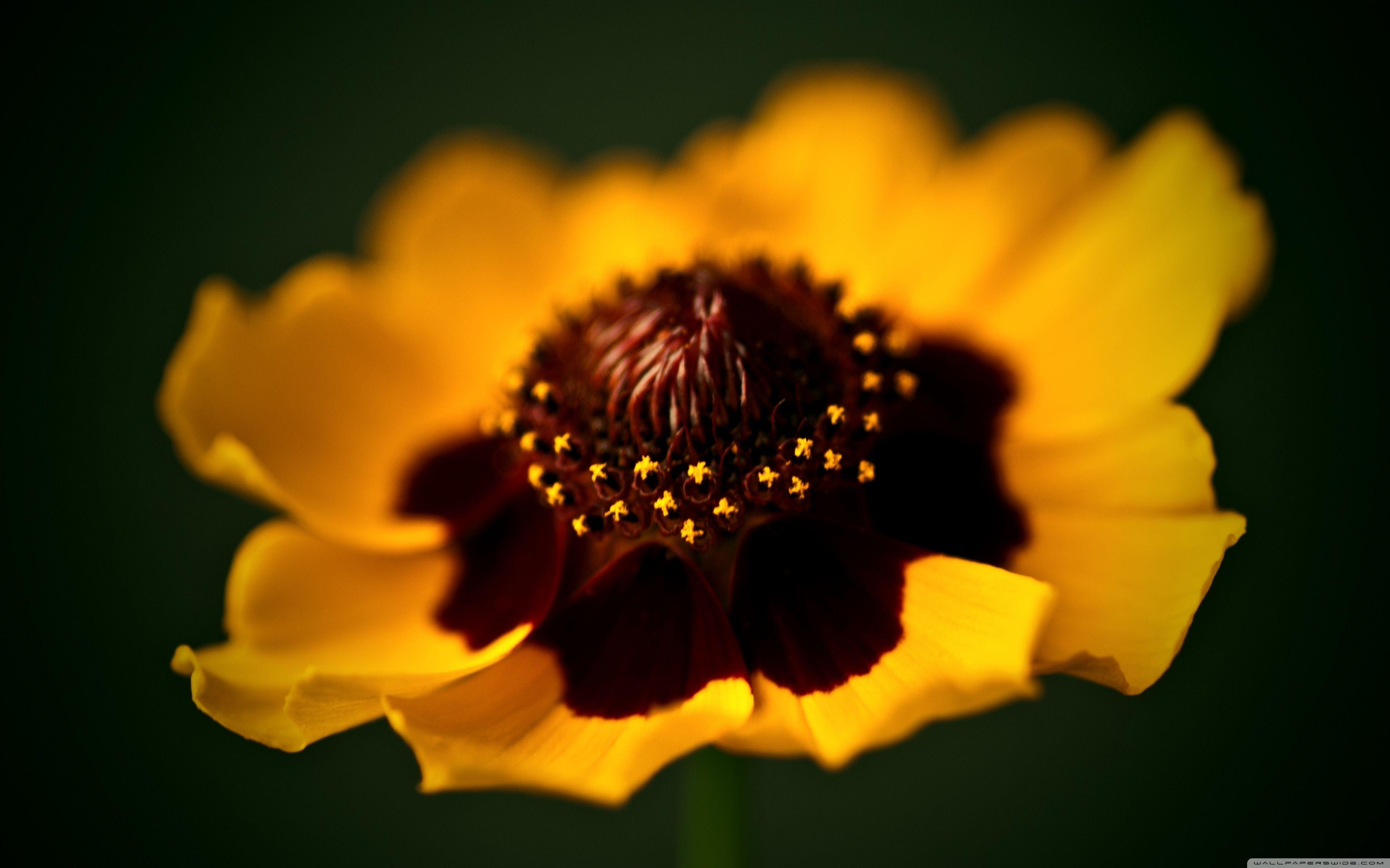 Golden Flower Wallpapers Top Free Golden Flower Backgrounds